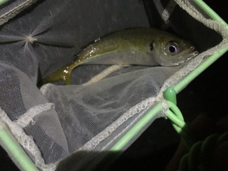 夜サビキでアジ良好